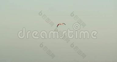美丽的野火烈鸟在<strong>靠近</strong>海岸的水面上飞翔，野生动物，4k