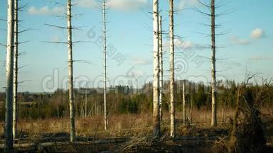欧洲云杉对树皮木甲虫虫害、云杉和韧皮树进行了侵害，形成了