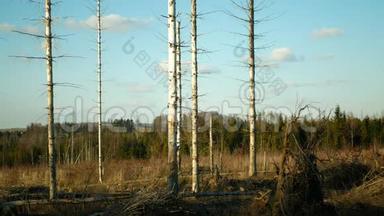 欧洲云杉对树皮木甲虫虫害、云杉和韧皮树进行了侵害，形成了