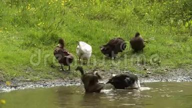 一群鸭子在池塘边拍打