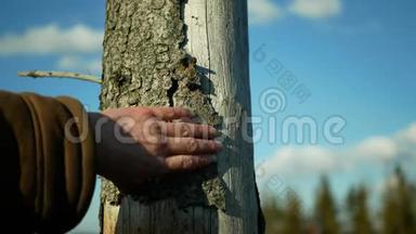 树皮木甲虫虫害Ips型虫侵染，云杉和韧皮树侵染欧洲云杉，手