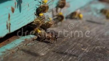 工作蜜蜂用爪子把花花粉带到蜂巢的特写镜头。 <strong>蜂蜜</strong>是一种养蜂产品。 蜜蜂