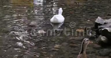 白鸭和<strong>小鸭子</strong>在河里<strong>游泳</strong>。
