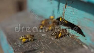 工作蜜蜂用爪子把花花粉带到蜂巢的特写镜头。 <strong>蜂蜜</strong>是一种养蜂产品。 蜜蜂
