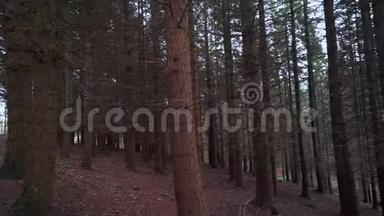 冬天的森林<strong>露出</strong>了右边的一个小镜头