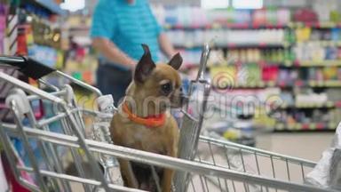 小装饰狗坐在超市手推车里，看着周围4K慢动作的特写视频