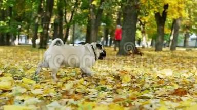 阳光明媚的秋天公园里，一只活泼有趣的小狗跑向主人