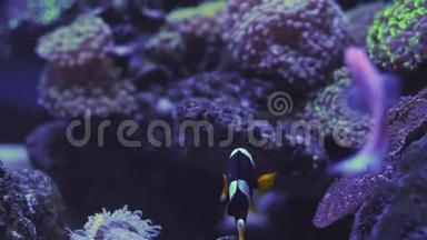 尼莫小丑鱼在海葵的彩色健康珊瑚礁。海葵鱼尼莫夫妇在水下游泳。水肺