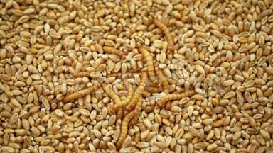 粉虫幼虫黄粉虫害虫幼虫白色在谷类小麦大麦谷类，燕麦上。暗甲虫