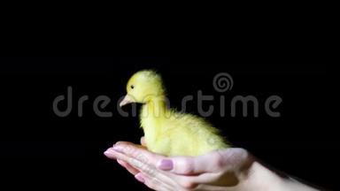 特写，双手接住一只落下的小黄鸭.. 在黑暗中，在黑色的背景上，在光线下，