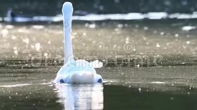 英国斯塔福德郡特伦特的斯托克湖上，一对白色<strong>静音</strong>天鹅在游泳。