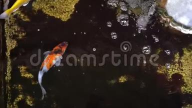 日本<strong>鲤鱼</strong>在装饰池塘里<strong>游泳</strong>。 从上面看。