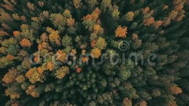 壮观的无人机<strong>镜头</strong>，<strong>俯视</strong>着秋天的森林。