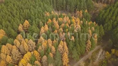 秋天多彩林的空中镜头。 <strong>黄绿</strong>树