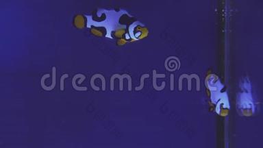尼莫小丑鱼在海葵的彩色健康珊瑚礁。海葵鱼尼莫夫妇在水下游泳。水肺