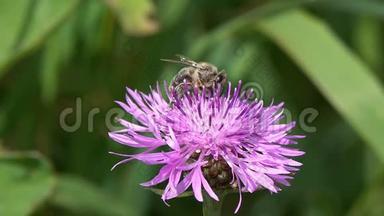 蜜蜂采集花蜜和花粉在棕色的花上，慢动作