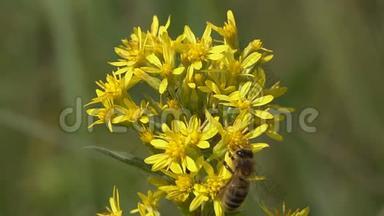 蜜蜂飞过一束黄色的小花，采集花蜜，非常特写，动作缓慢