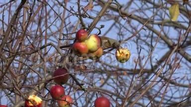 画眉鸟坐在<strong>苹果</strong>树上，秋天晚些时候啄了一个红<strong>黄</strong>色的<strong>苹果</strong>。 吐鲁河