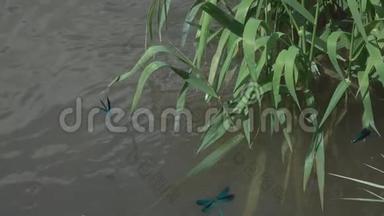 蜻蜓，美丽的蓑羽，在水流上慢悠悠