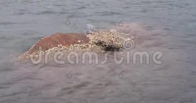 大石头上覆盖着一群贝壳。 软波溅落在石头上..