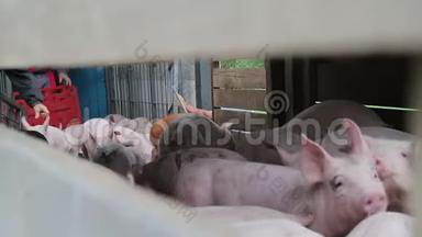 猪在休息，躺在谷仓里。 一头猪睁着眼睛，看着。 肉类生产