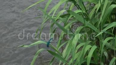 蜻蜓美丽的蓑羽在水面上缓慢地<strong>飞</strong>行。 减速16次