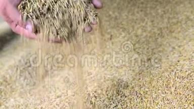 农民手中的小麦。 在库存小麦的背景下。 麦子从手里掉下来。