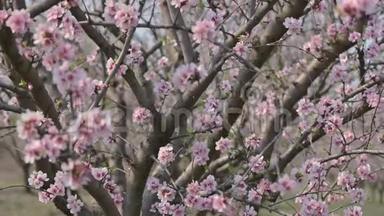 摩尔多瓦春季大风时盛开的杏树粉红色花朵的慢动作特写