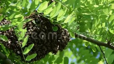 在一棵蝗虫树的枝上形成一个新的蜂群家族蜜蜂。 蜂群