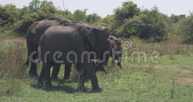 在斯里兰卡国家公园里，一家大象家族与一头新生的小象紧密相连