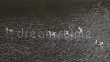 今年1月，一群海鸥在莫斯科公园的一个解冻的池塘里游泳。 普通海鸥或海象