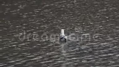 今年1月，在莫斯科公园的一个解冻的池塘里，海鸥漂浮在水面上。 普通海鸥或海象