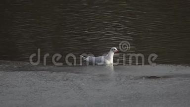 今年1月，在莫斯科公园的一个解冻的池塘里，海鸥漂浮在冰边附近的水面上。 黑头呆瓜