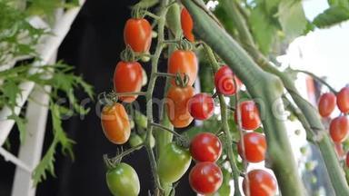 红、绿西红柿<strong>成熟</strong>在灌木的枝上. 未<strong>成熟</strong>和<strong>成熟</strong>的西红柿在农民种植园特写。 Fetus
