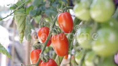 红、绿西红柿<strong>成熟</strong>在灌木的枝上. 未<strong>成熟</strong>和<strong>成熟</strong>的西红柿在农民种植园特写。 Fetus