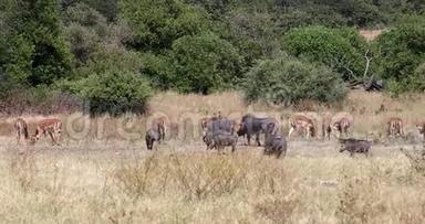 博茨瓦纳狩猎野生动物保护区的Warthog