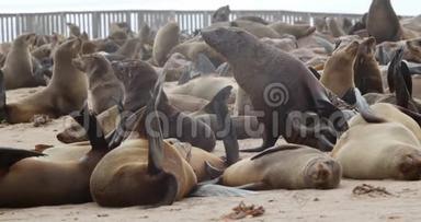 海角十字海豹群，海滩上许多野生海豹在休息，4k