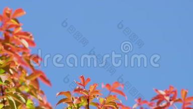 美丽的枫叶在秋风中<strong>沙沙作响</strong>，吹过风景如画的公园。 金色树影