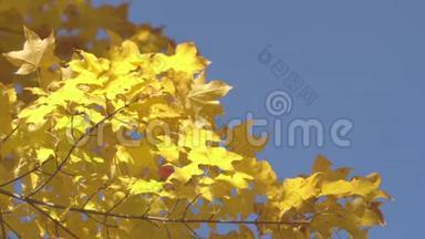 美丽的枫叶在秋风中<strong>沙沙作响</strong>，吹过风景如画的公园。 金色树影