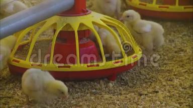 鸡饲养|鸡饲养|家禽饲养场