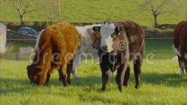 英国|牧场混合饲养奶牛场