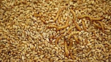 粉虫幼虫黄粉虫害虫幼虫白色在谷类小麦大麦谷类，燕麦上。暗甲虫