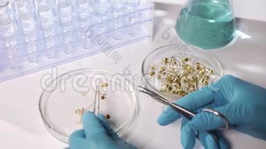 实验室转基因植物的研究。 博士正在进行一项改变小麦芽基因组的实验。
