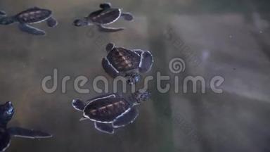 新生的小乌龟在游泳池里游泳。