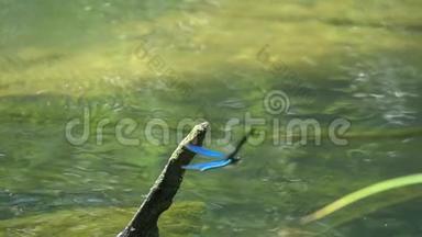 蜻蜓美丽的蓑羽笠翁飞，坐在树枝上，伸出水面，慢动作，特写