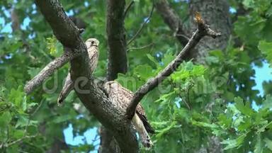 两只年轻的猎鹰隼常用的隼鸟坐在橡树枝上等待父母的喂养