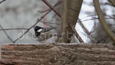 鸟煤头或科尔蒂佩里帕鲁斯阿特，帕勒斯阿特。 鸟在长满粗糙树皮的树干上寻找食物