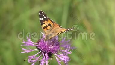美丽的蝴蝶在紫色的草甸花上采集花蜜。 蝴蝶彩绘女士或大都会瓦内萨卡迪。 野马