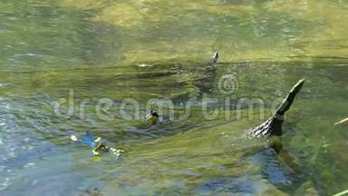 蜻蜓美丽的蓑羽笠翁在水中缓慢地飞翔。 减速16次