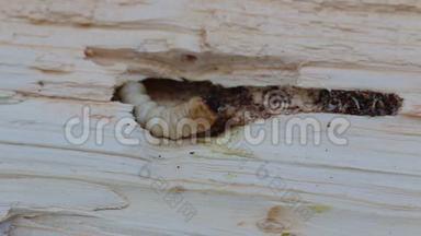 龙角甜菜幼虫。 可能是莫诺恰姆斯·萨托尔·贝特尔幼虫。 讨厌的虫子在云杉木里啃的隧道里移动